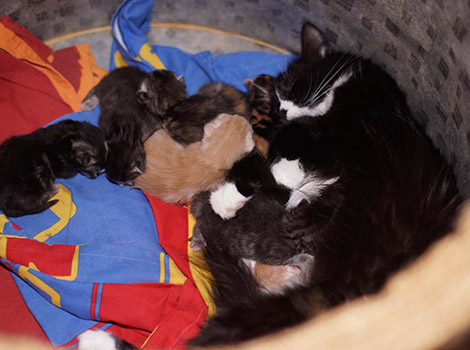 E3- und G3-Kitten am 2.4.2017